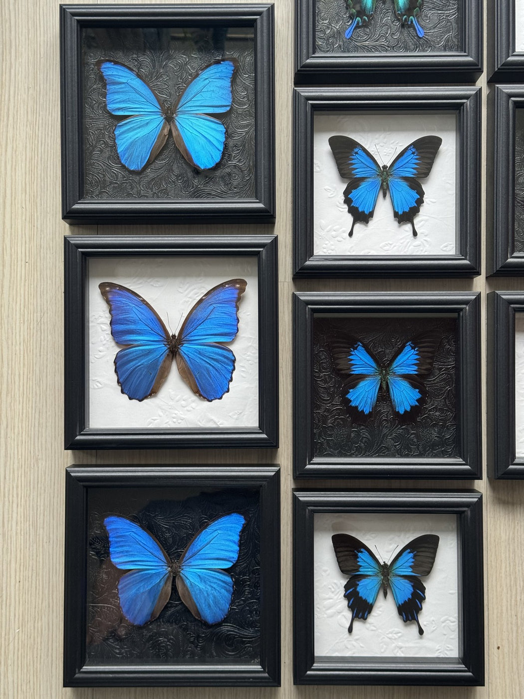 Amethyst Blue Morpho Study