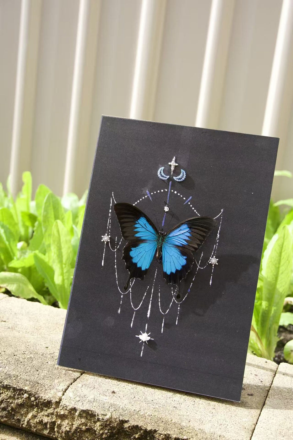 Celestial Cobalt Swallowtail Study