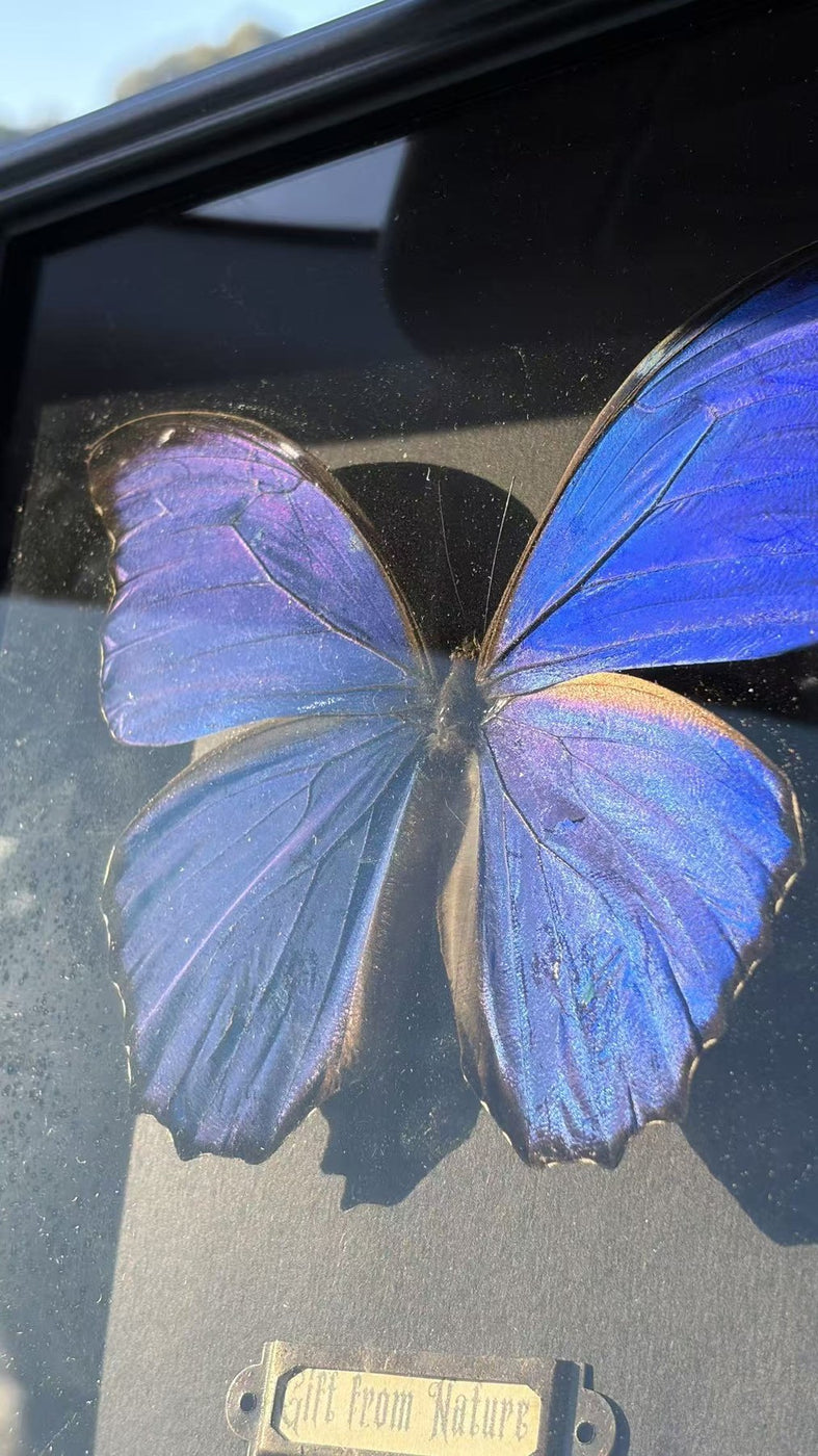 Cobalt Morpho Study