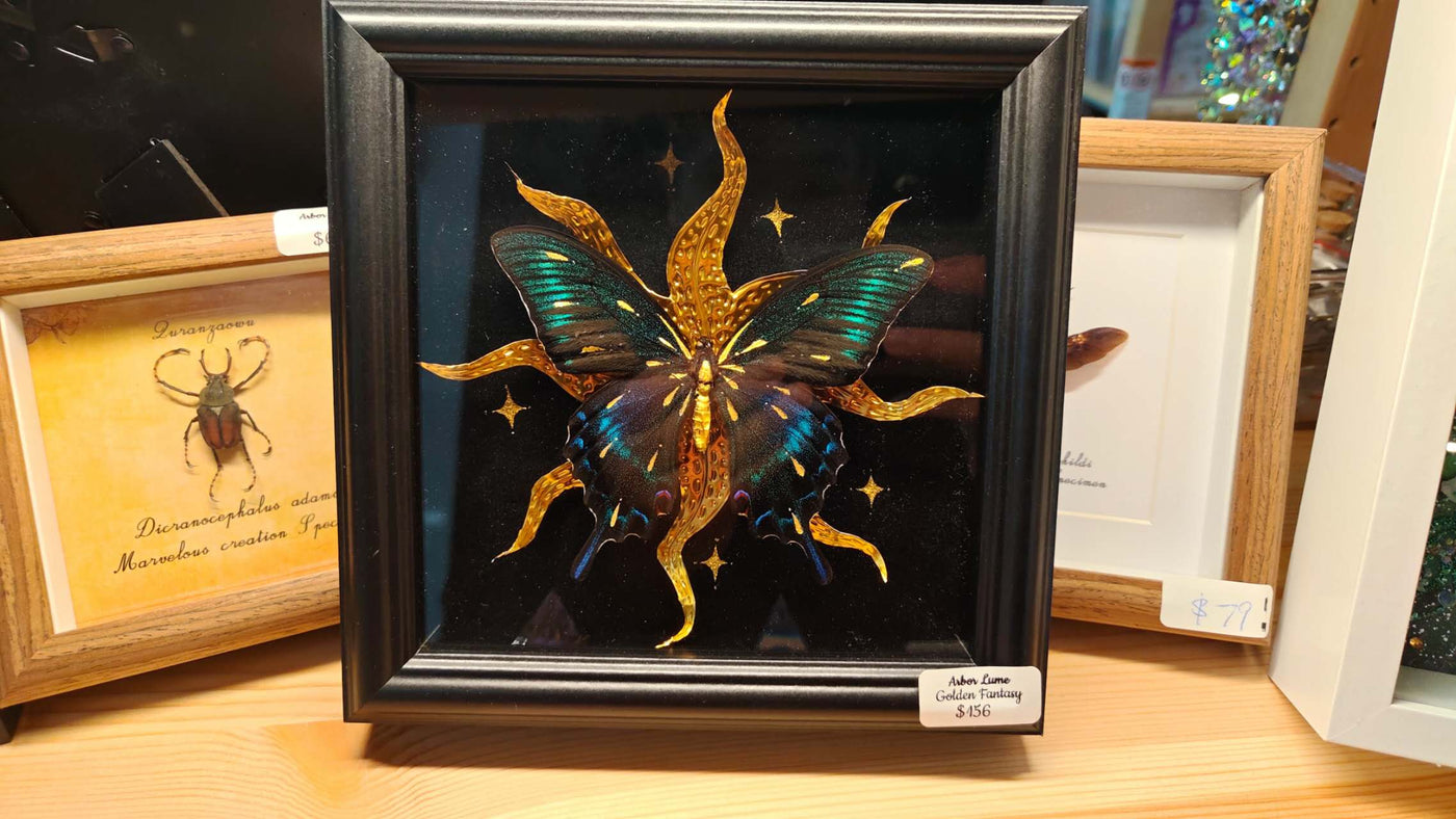 Golden Maack’s Swallowtail Study — Papilio maackii