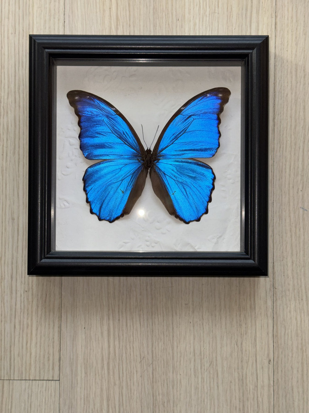 Amethyst Blue Morpho Study