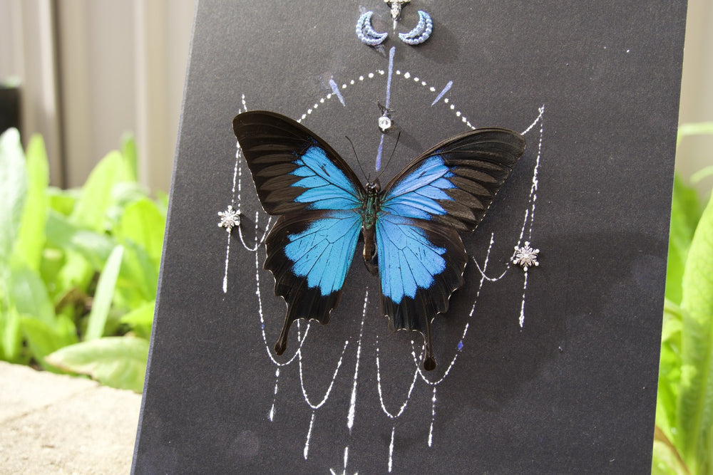Celestial Cobalt Swallowtail Study
