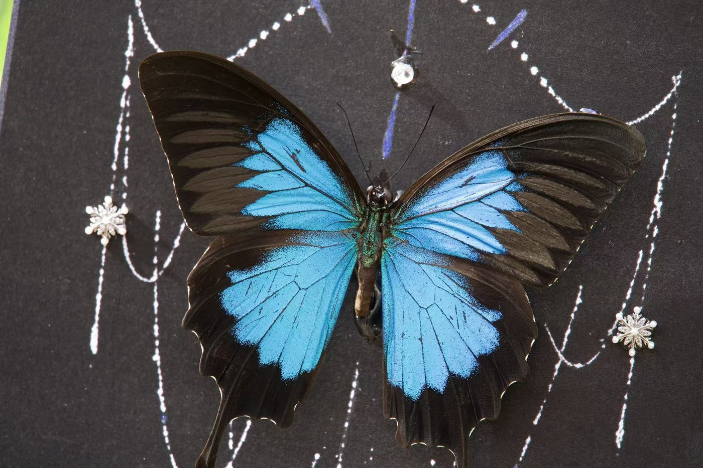 Celestial Cobalt Swallowtail Study