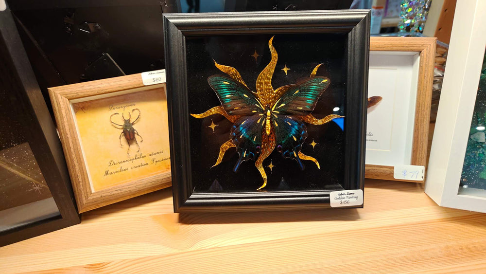 Golden Maack’s Swallowtail Study — Papilio maackii