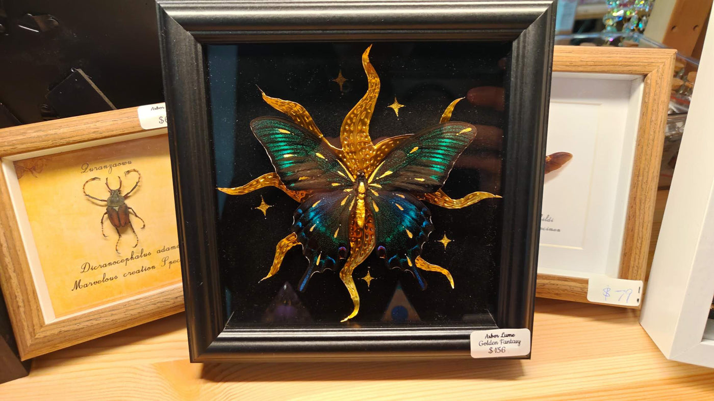 Golden Maack’s Swallowtail Study — Papilio maackii